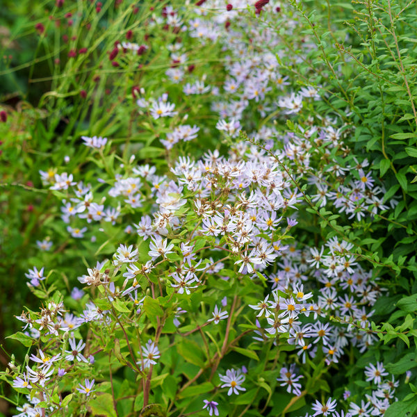 Twilight Bigleaf Aster