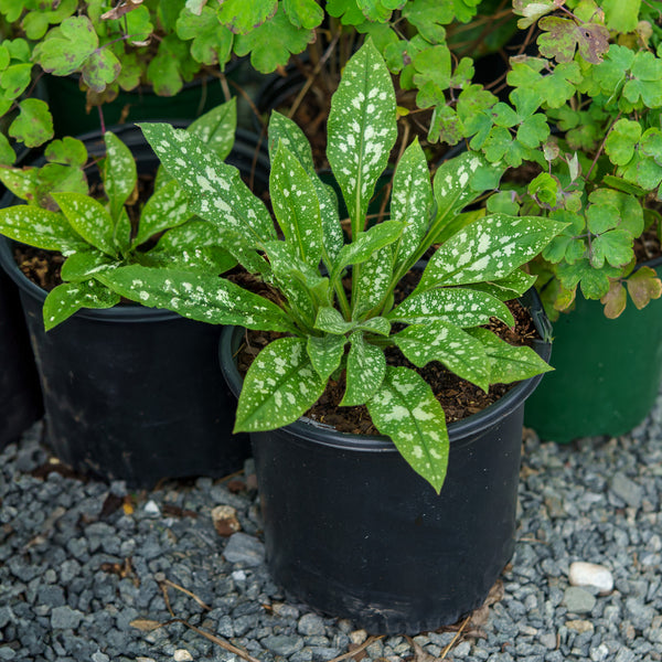 Twinkle Toes Lungwort