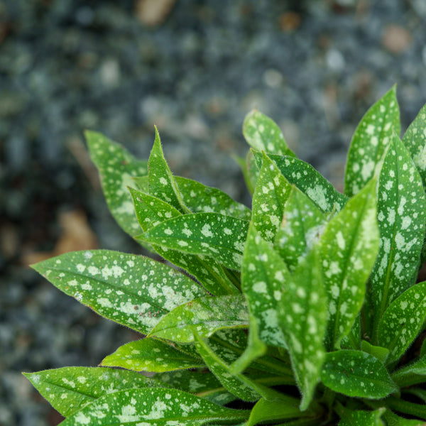 Twinkle Toes Lungwort