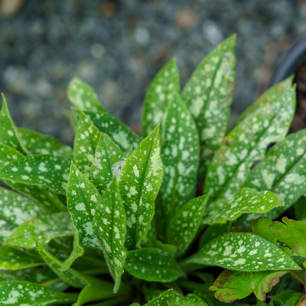 Twinkle Toes Lungwort