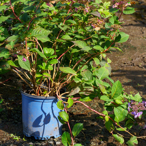 Twist-N-Shout Hydrangea