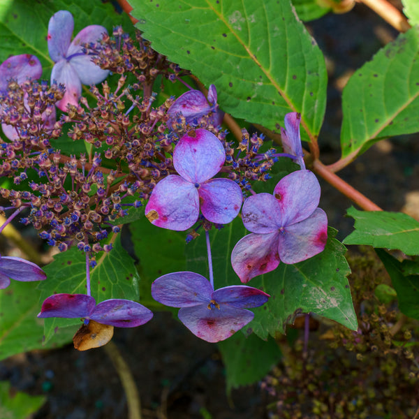 Twist-N-Shout Bigleaf Hydrangea