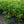 Load image into Gallery viewer, Twist-N-Shout Bigleaf Hydrangea
