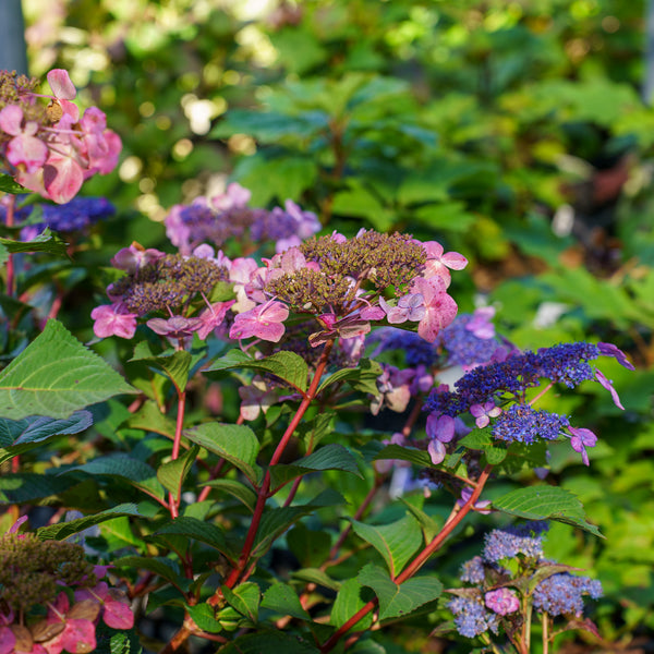 Twist-N-Shout Hydrangea