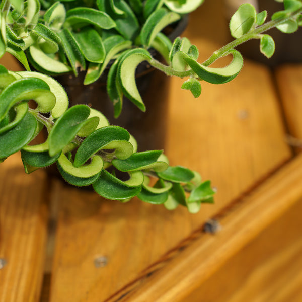 Twisted Lipstick Plant