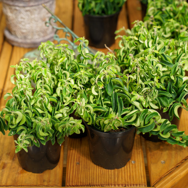 Twisted Lipstick Plant