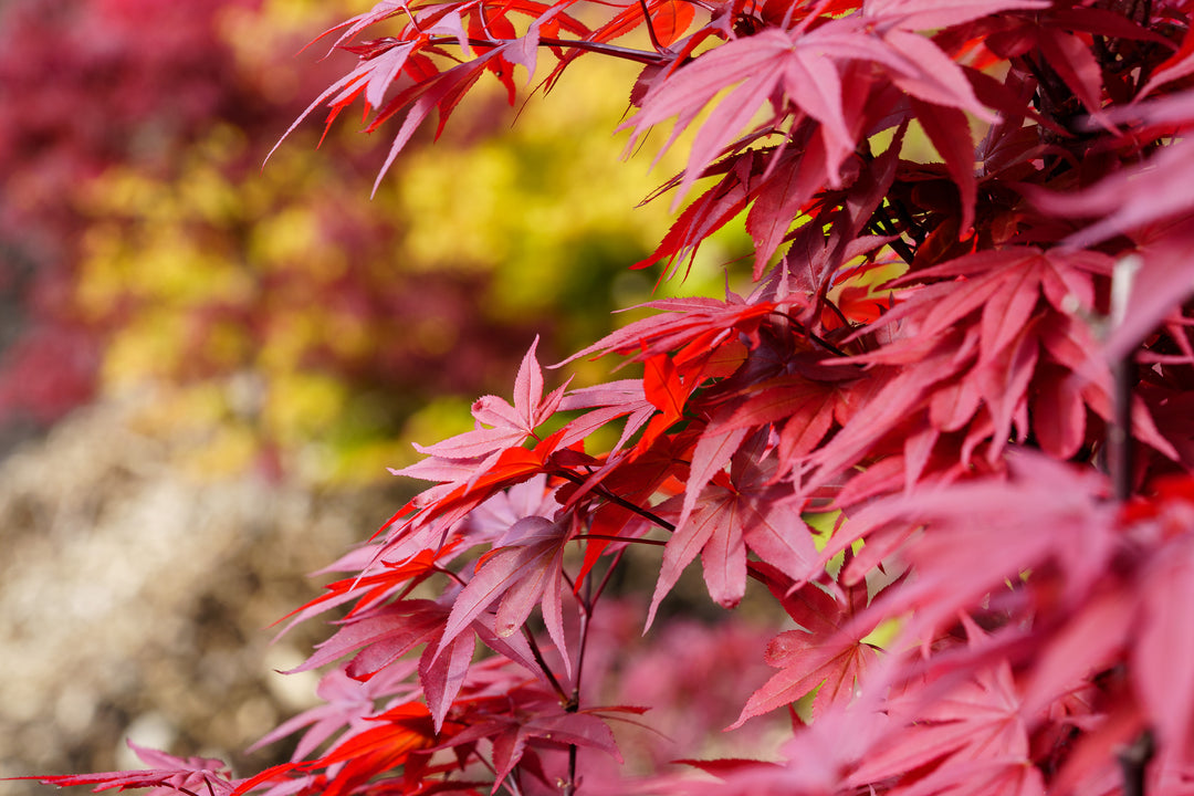 Twombly's Red Sentinel Japanese Maple – Plant Detectives
