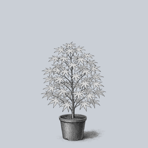 Ukigumo Japanese Maple