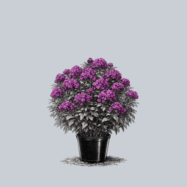Ultraviolet Tall Garden Phlox