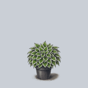 Undulata Albomarginata Hosta