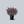 Load image into Gallery viewer, Unplugged Salvia Series
