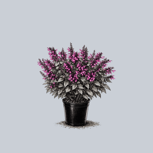 Unplugged Salvia Series