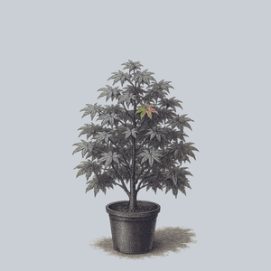 Uzen Nishiki Japanese Maple