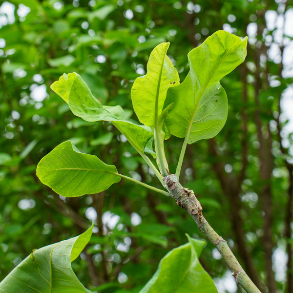 Umbrella Magnolia