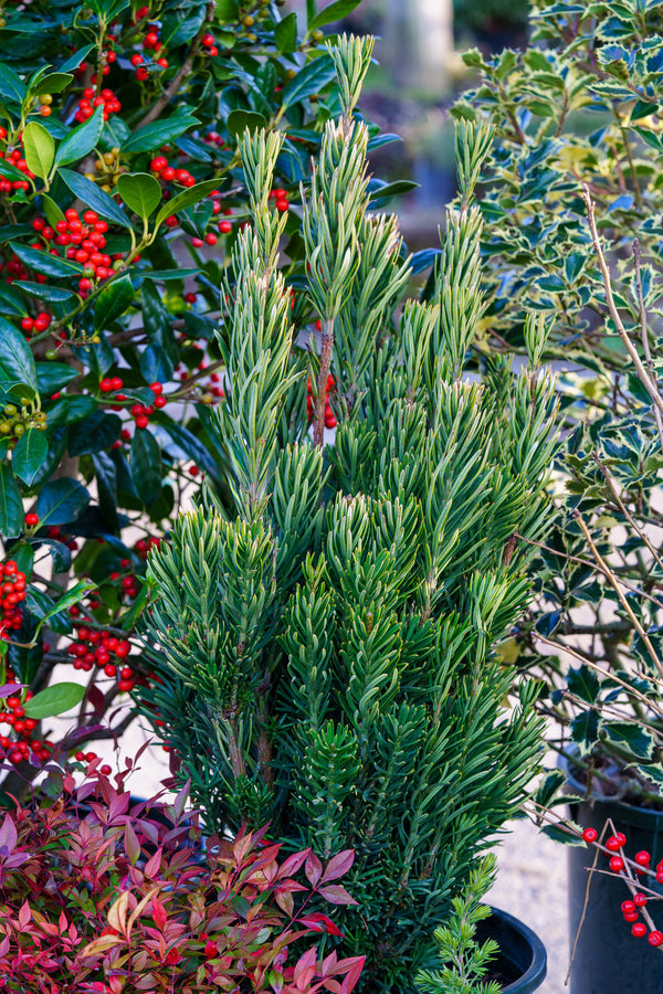 Upright Japanese Plum Yew - Yew - Conifers