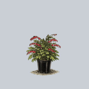 Valentine Bleeding Heart