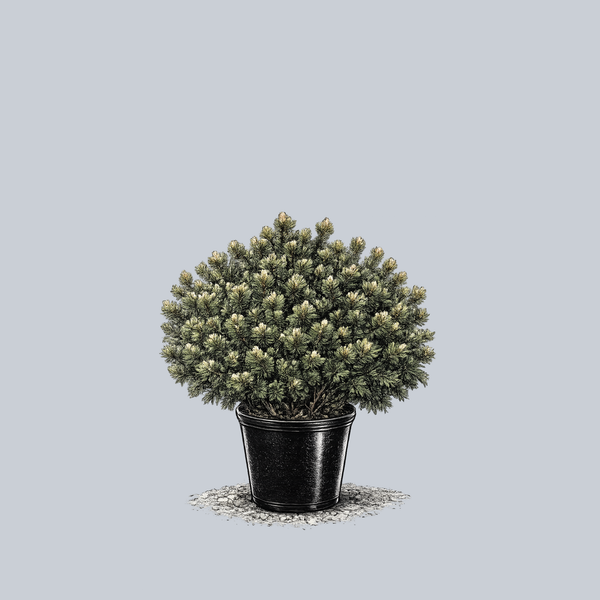 Valley Cushion Mugo Pine