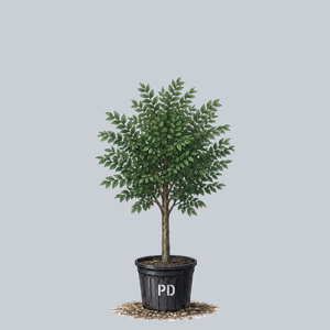 Valley Forge American Elm