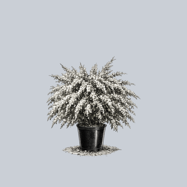 Vanhoutte Spirea