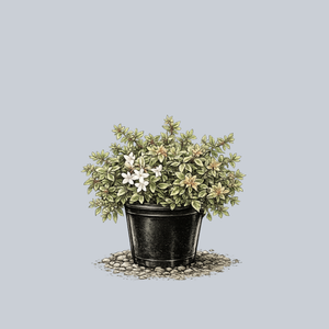 Vanilla Brandy Abelia