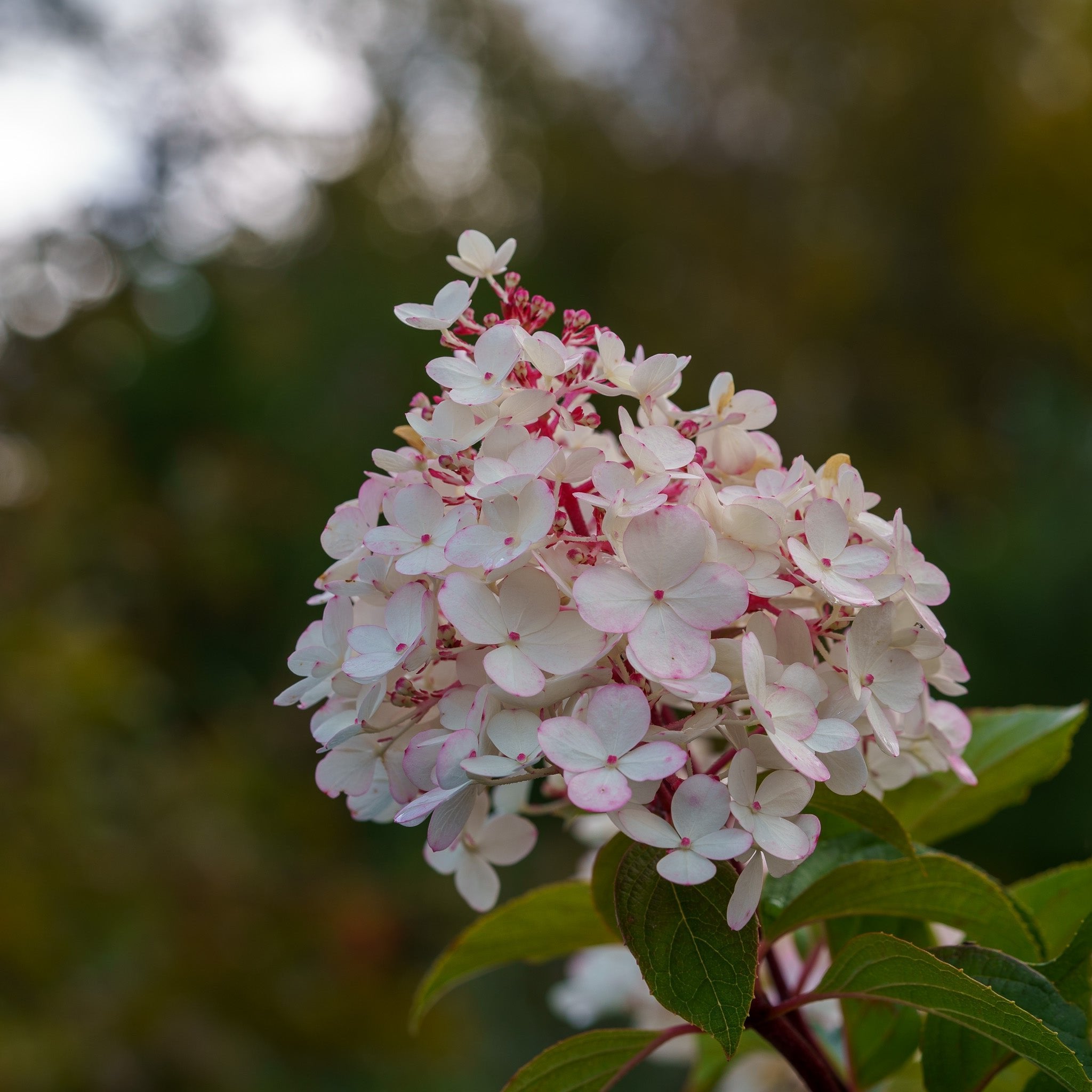 Plant of the Week - Vanilla Strawberry Hydrangea – Plant Detectives