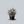 Load image into Gallery viewer, Vanilla Treat Butterfly Bush
