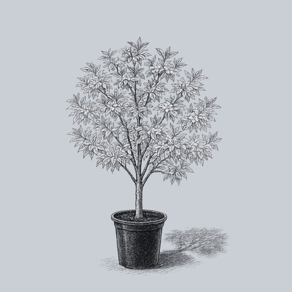 Variegated Cornelian Cherry Dogwood