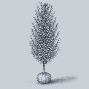 Variegated European Beech