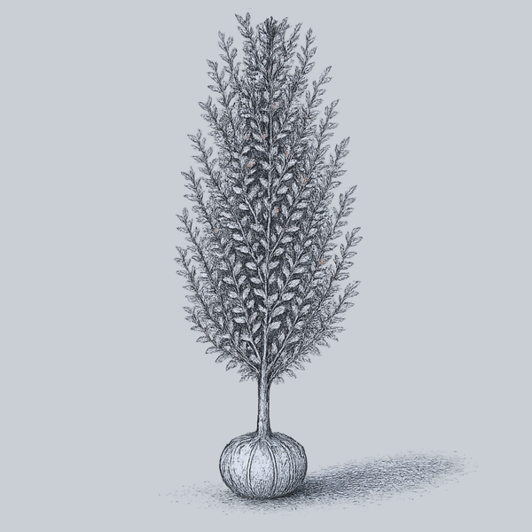 Variegated European Beech