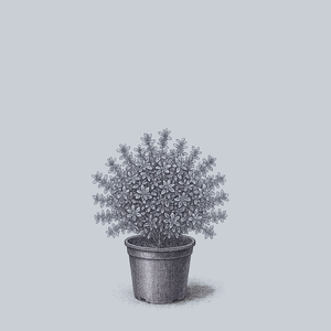 Variegated Lemon Thyme