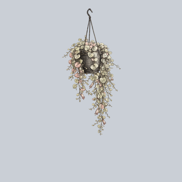 Variegated String of Hearts