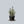 Load image into Gallery viewer, Variegated African Milk Tree
