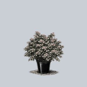 Variegated Artillery Plant