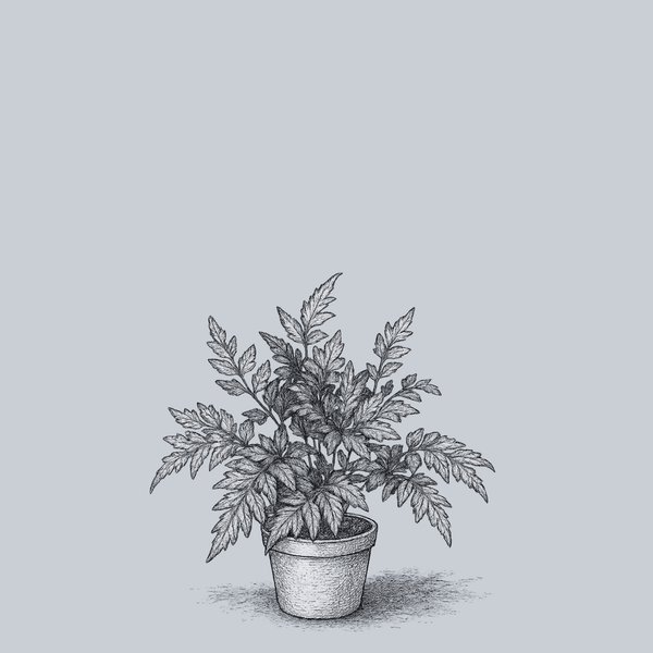 Variegated Brake Fern