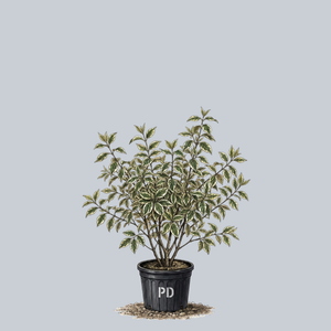 Variegated Cornelian Cherry Dogwood