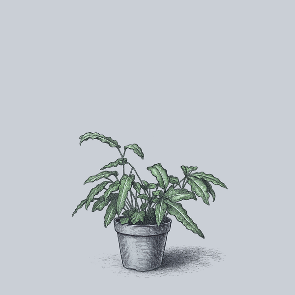 Variegated Cretan Brake Fern