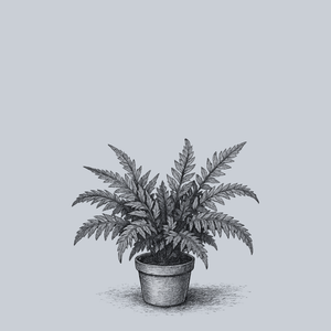 Variegated East Indian Holly Fern