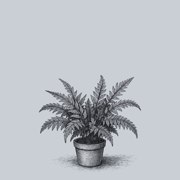 Variegated East Indian Holly Fern