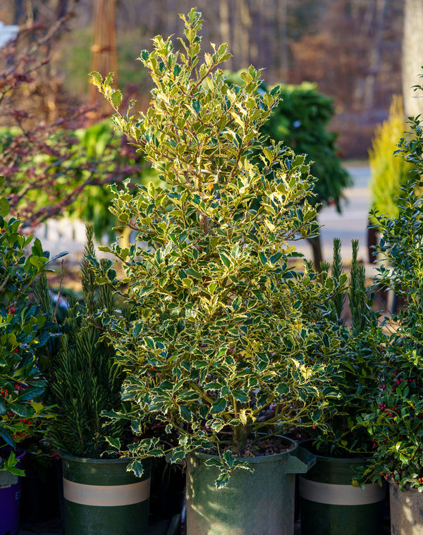Variegated English Holly - Holly - Hollies