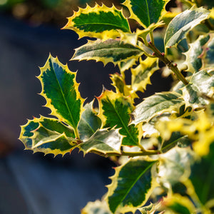 Variegated English Holly - Holly - Hollies