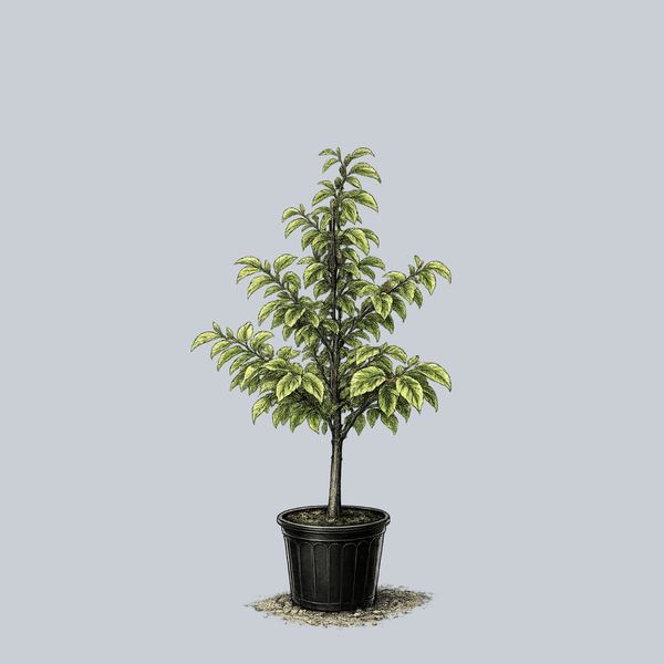 Variegated European Beech