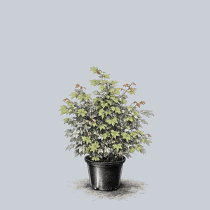 Variegated Full Moon Maple