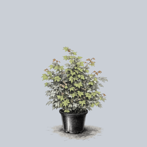 Variegated Full Moon Maple