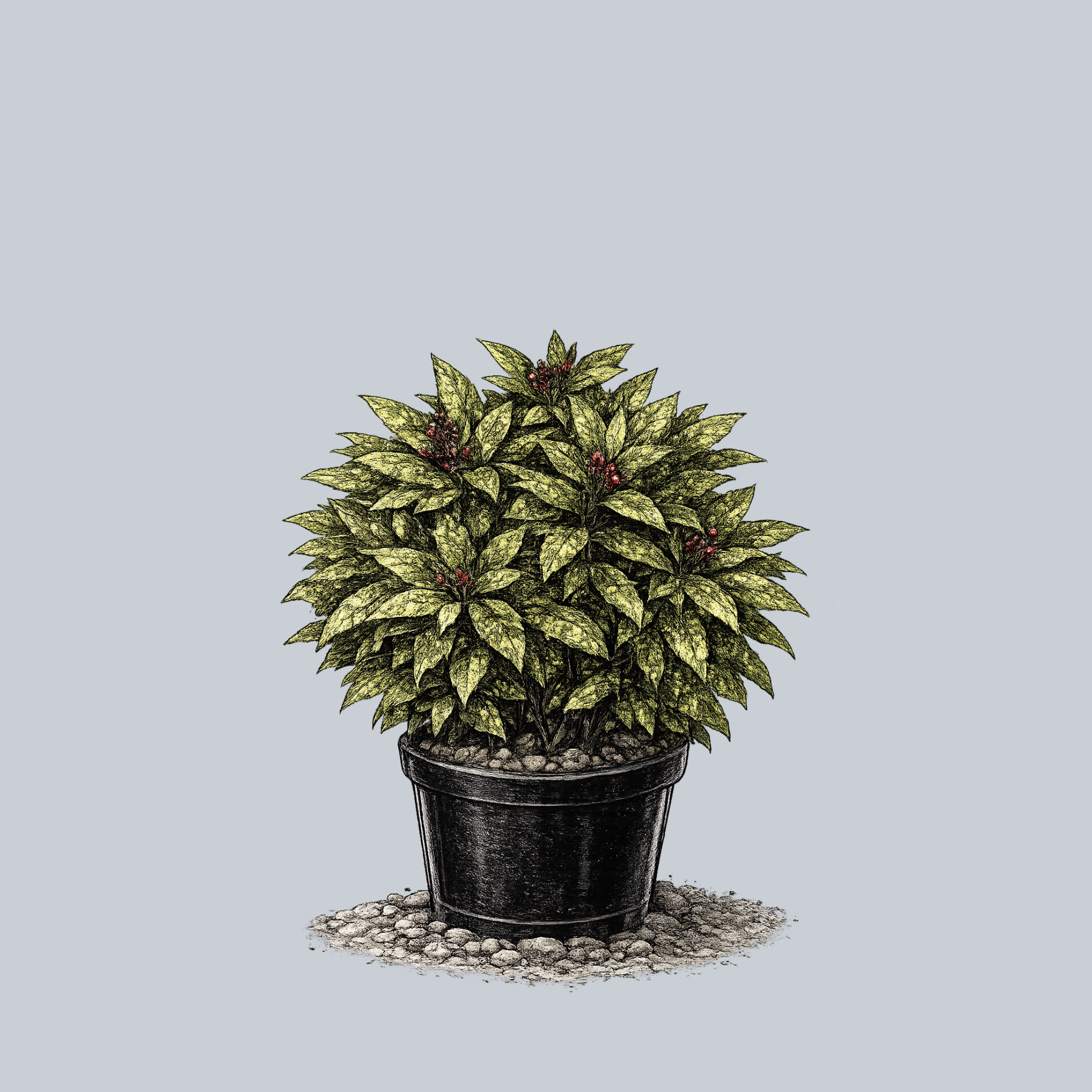 Variegated Japanese Aucuba – Plant Detectives