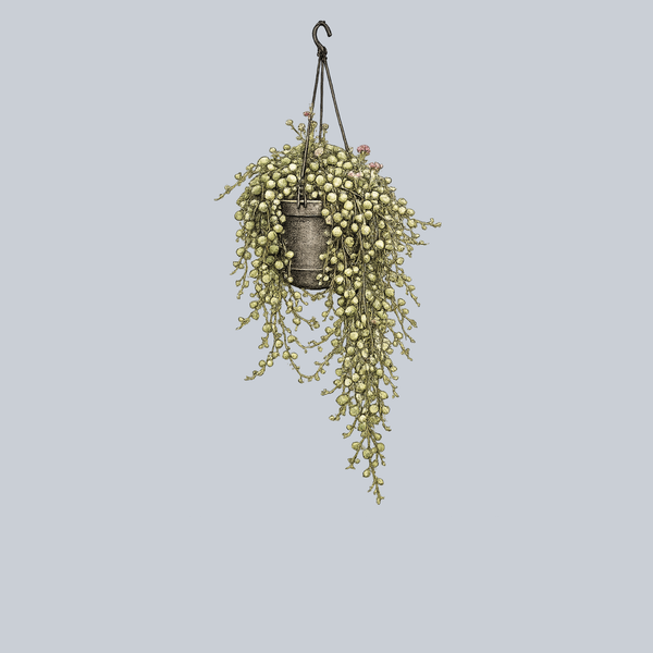Variegated String of Pearls