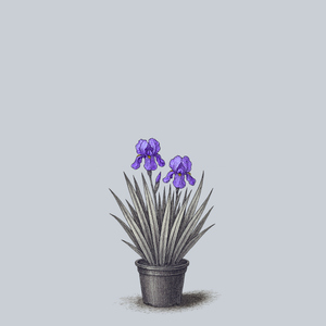 Variegated Sweet Iris
