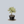 Load image into Gallery viewer, Variegated Tree Aeonium
