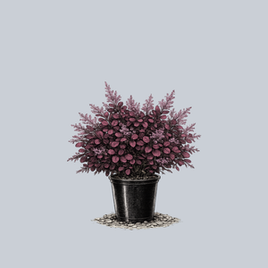 Velveteeny Dwarf Purple Smokebush