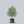Load image into Gallery viewer, Venus Dogwood
