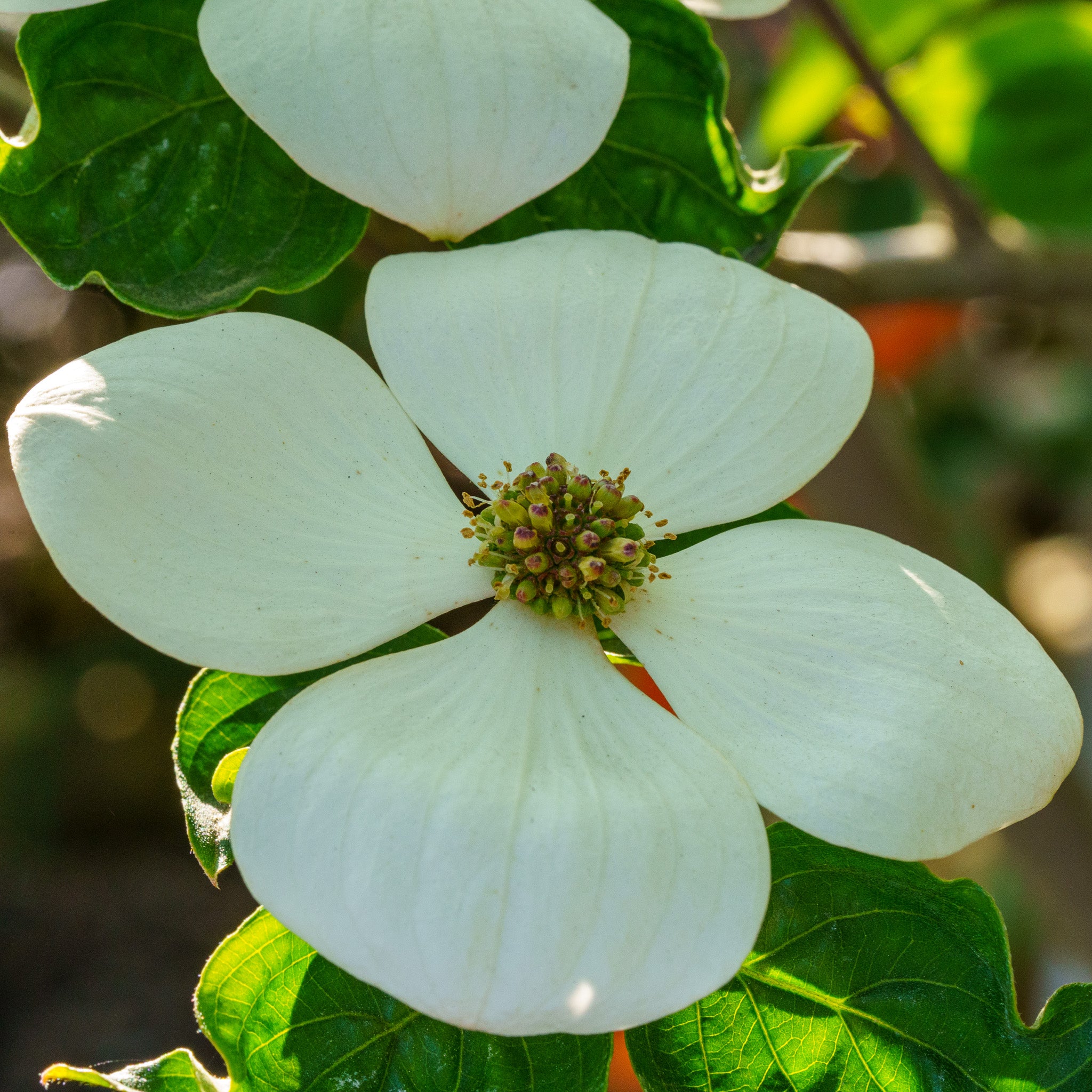 TRUWOOD - Venus FLORA Cornus k. x nuttallii Venus 7gal 6ft Dogwood tree white  main image 2